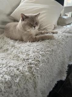 Deckkater