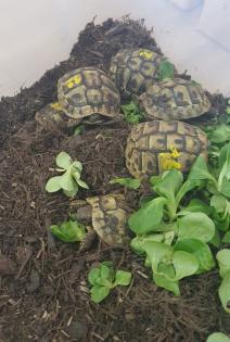 Griechische Landschildkröten NZ 2022