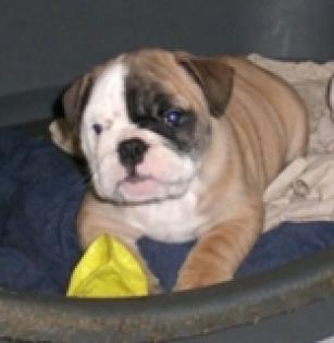 Englische Bulldoggen