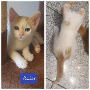 EKH Kitten abzugeben