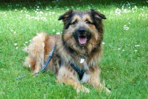 Sly - männlich 2 Jahre 52 cm 23 kg Briard-Mix Gechipt Nicht kastriert