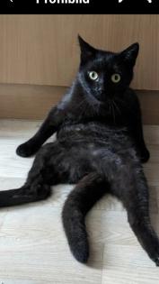Katzen Geschwisterpaar Junge und Mädchen