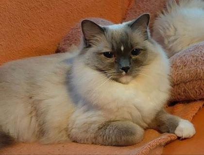 Original Ragdoll Kätzinnen Tessa und Iani suchen