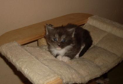 Reinrassige Maine Coon Babys mit Stammbaum