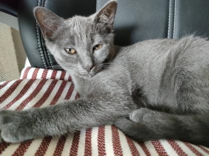 Kater, grau 4, 5 Monate