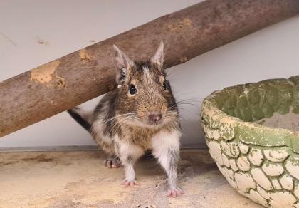 Degu Mädels suchen ein neues Zuhause