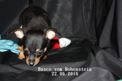 Prager Rattler Welpe - Basco vom Hohenstein mit Stammbaum