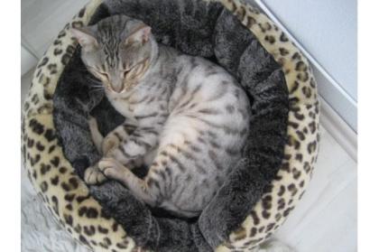 Wunderschöner Bengalkater sucht umsth. neues Zuhause