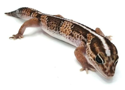 Afrikanischer Fettschwanzgecko African Fat Tail Classic Stripe Männchen 2021