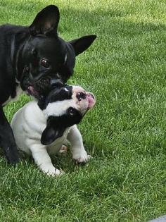Französische Bulldoggen