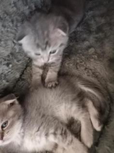 Britisch-Kurzhaar-Katzenbabys