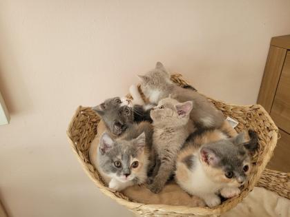 Reinrassige BKH Kitten auszugsbereit