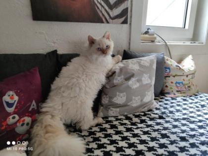 Wurfankündingung Selkirk Rex Babys mit Stammbaum