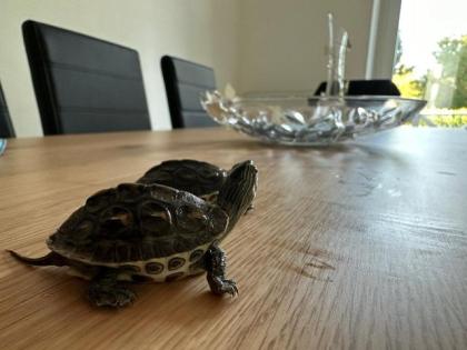 Wasserschildkröten