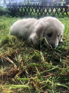 Goldendoodle, Welpen, Allergiker geeignet