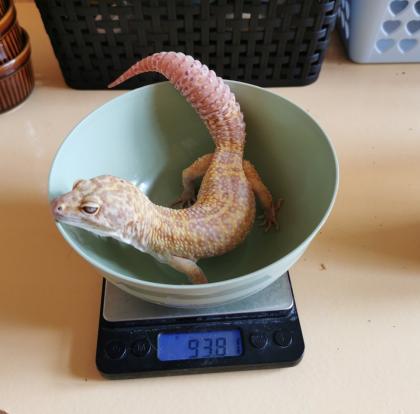 1. 0 Leopardgecko Giant Tremper Albino