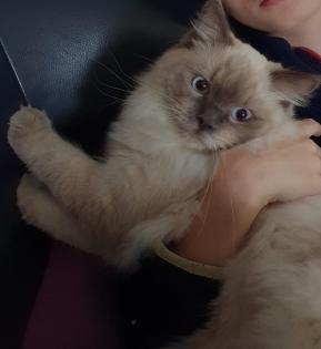2 traumhafte Ragdoll Kitten geimpft suchen traumhaftes Zuhause