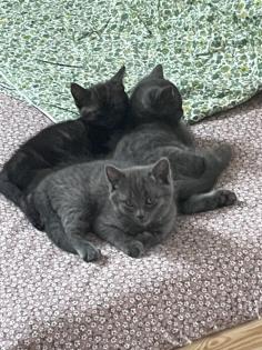 BKH Kätzchen Kitten Katze