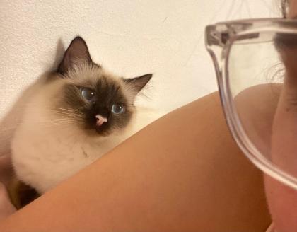 2 Heilige Birma und Ragdoll Edelmix Katzen