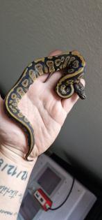 2. 2 Mahogany het albino königspython