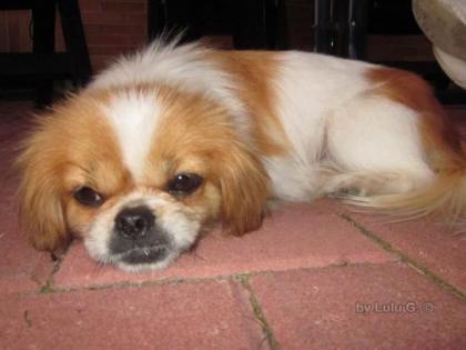 Cici sehr kleine Tibet Spaniel Mix Dame sucht ein Zuhause