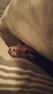 Boa constrictor imperator