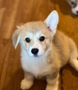 Welsh Corgi Pembroke