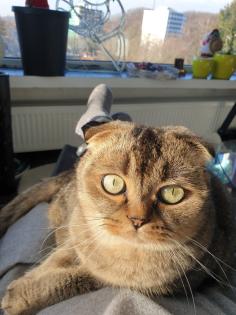 Kastrierter Kater Scottisch Fold 4 Jahre alt