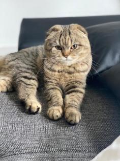 Katze such ein neues liebevolles Zuhause