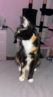 Ruhige, zurückhaltende Katze abzugeben Liebevolles Zuhause gesucht
