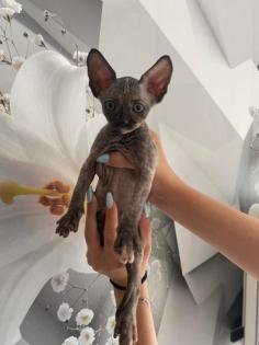 Sphynx babykatzen