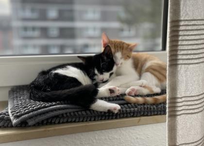 Weihnachtswunder benötigt Katze und Kater kastriert 8 Monate suchen dringend ein neues Zuhause