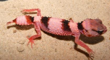 1. 0 Nephrurus cinctus, CB 2023, Rauer Knopfschwanzgecko