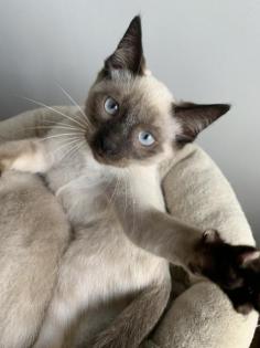 Siam Katzen Kitten, 2 Kater vollständig geimpft