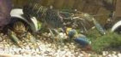Red claw, Rotscherenkrebs, Cherax quadricarinatus, australische flusskrebs 5-7 c