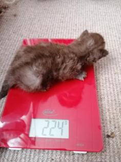Selkirk Rex