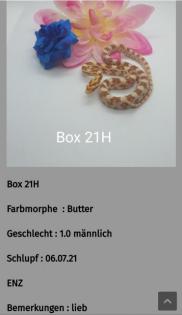 Kornnatter Nachzuchten