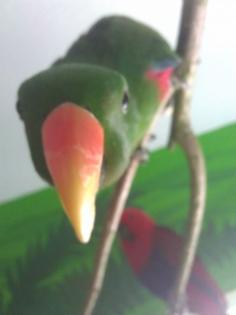 Neuguinea Edelpapageien 1. 1