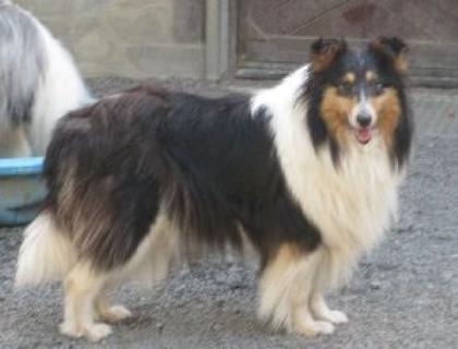 Wurfankündigung, Collie