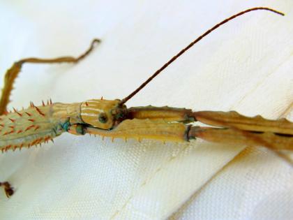 Biete Eier diverser Phasmiden Neohirasea maerens, Achrioptera fallax, Exatosoma