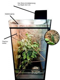 Chamäleon-Aufzucht Terrarium 80x40x40