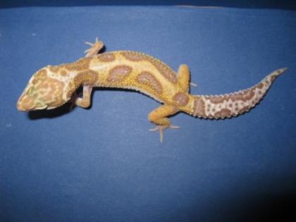 Leopardgecko Nachzuchten 2021