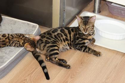 Kater Reinrassig Bengal Kater