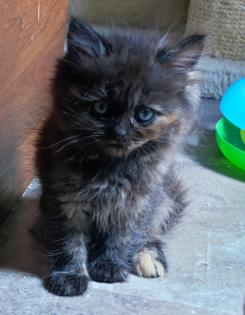 BKH und BLH Kitten suchen liebevolles Zuhause