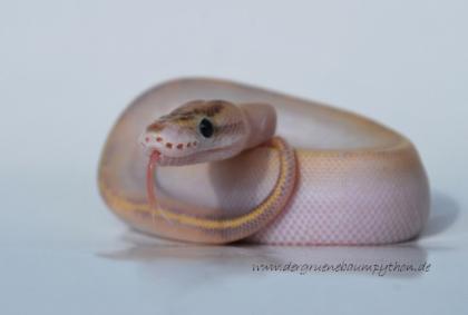 Python regius / Königspython ENZ 2021 - diverse Farbmorphen
