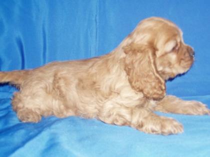 Amerikanische cocer spaniel