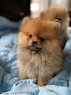 Pomeranian Zwergspitz Welpe Hündin