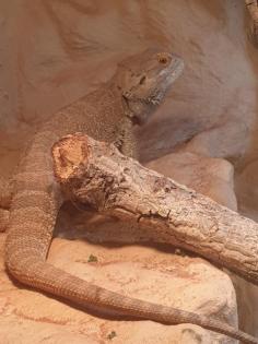 Bartagame, männlich, 3 Jahre alt