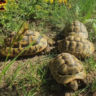 Verkaufe Griechische Landschildkröte - Testudo hermanni boettgeri
