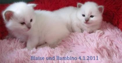 Bezaubernde reinrassige Heilige Birma Kitten abzugeben